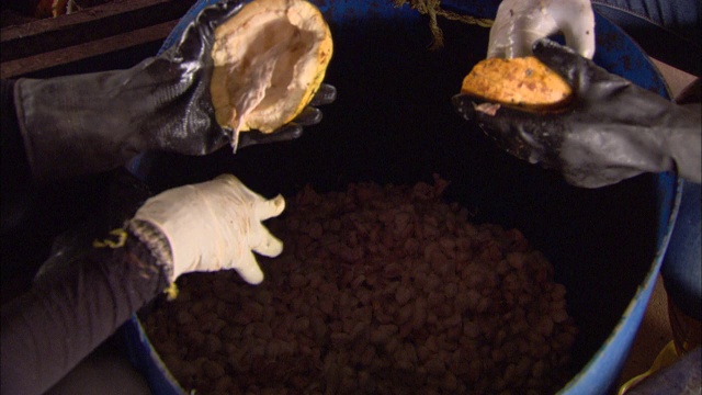 工人们将可可豆从可可豆荚中取出。视频下载