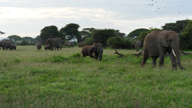 象群在散步和吃草视频素材