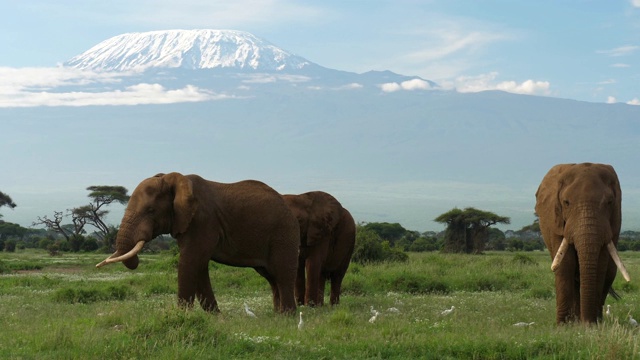 大象在乞力马扎罗山下吃草视频素材