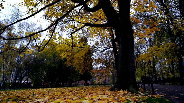 波兰克拉科夫公园里的秋天五彩缤纷的树巷视频素材