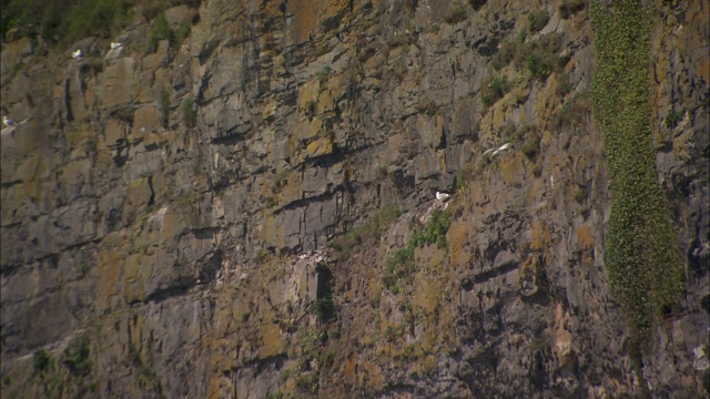 海鸥在南威尔士的悬崖附近翱翔。视频下载