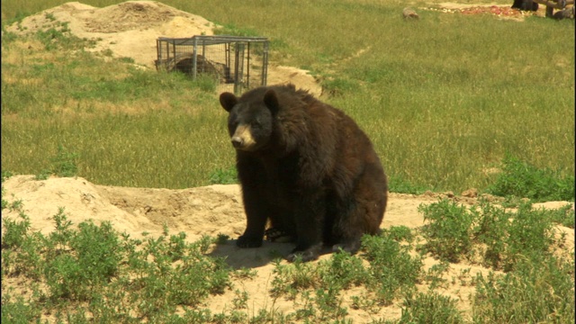 一只黑熊蹲在围场的土堆上。视频下载