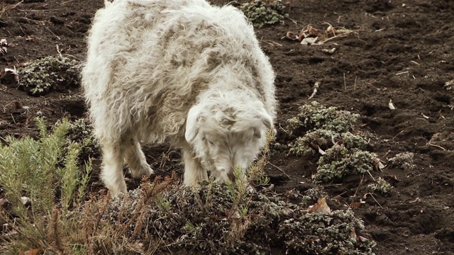 在巴塔哥尼亚山上的孤独的羊。视频素材