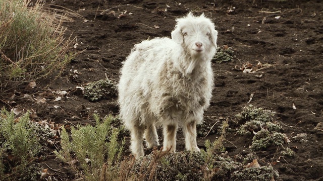 在巴塔哥尼亚山上的孤独的羊。视频素材