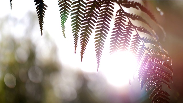 树,苔藓,日光,树林视频素材
