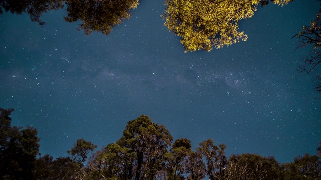 热带雨林的夜空视频素材