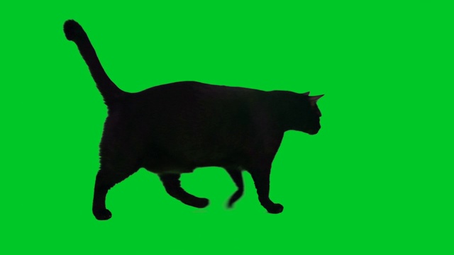 黑猫在色度键背景上行走视频素材