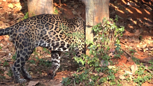野生动物美洲豹或爪哇豹视频素材