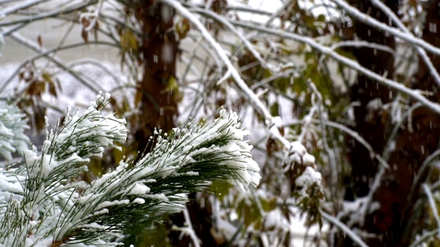 雪天松树近距离拍摄视频素材
