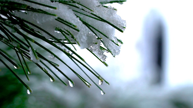雪天松树近距离拍摄视频素材