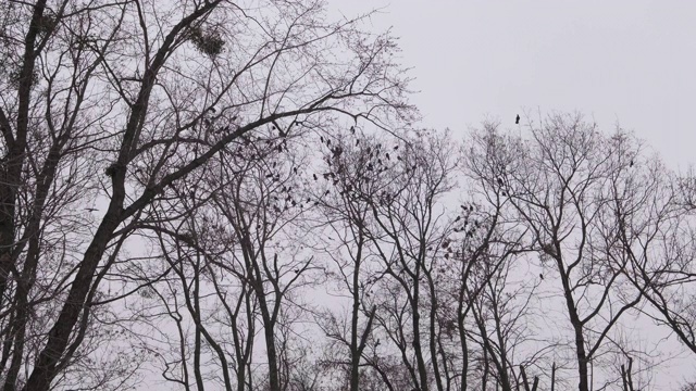 鸟在树视频素材