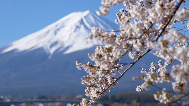 富士山上的川口湖和樱花(放大/机架对焦)视频素材