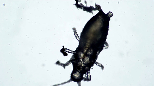 一朵寄生甲虫在白色的背景上爬行视频下载