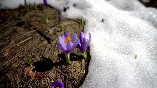 春日雪地上的紫色番红花视频素材