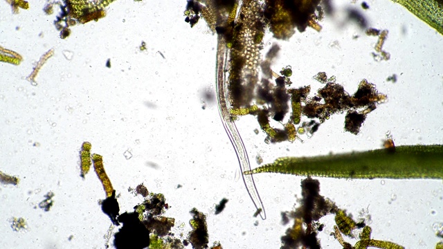 长线虫在海藻中寻找食物视频下载