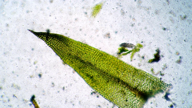 在淡水中的绿藻中寻找食物的纤毛虫视频下载