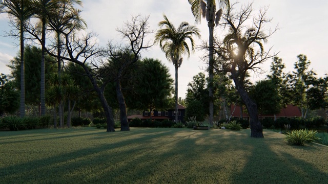 公园里有棕榈树视频素材