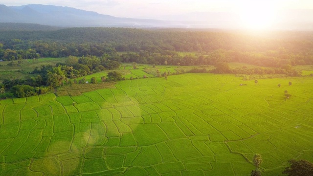 泰国北部农村的绿色稻田视频素材