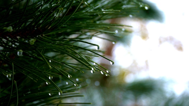 雪天松树近距离拍摄。滴在松树的树枝上视频素材