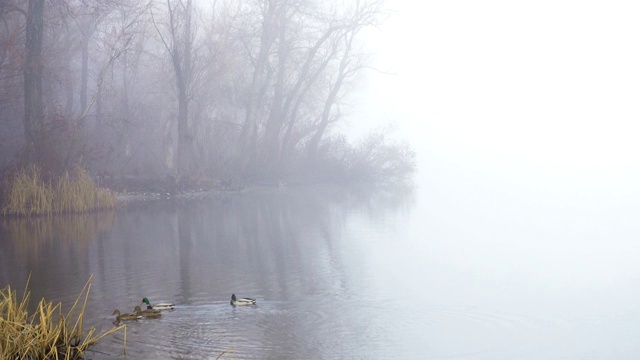 秋天雾蒙蒙的清晨，河上鸭子在水面上漂浮视频素材