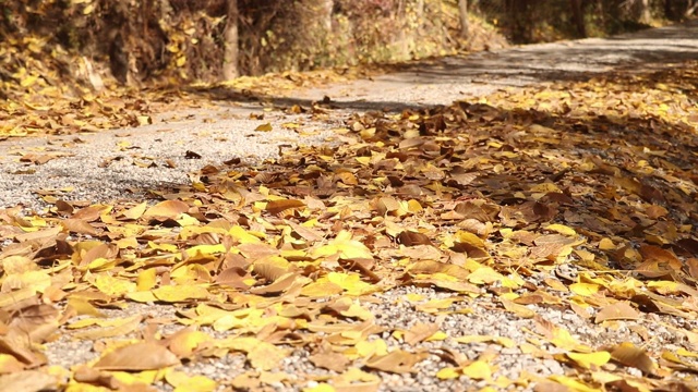 五彩缤纷的秋叶后面一辆汽车飞驰而过视频素材