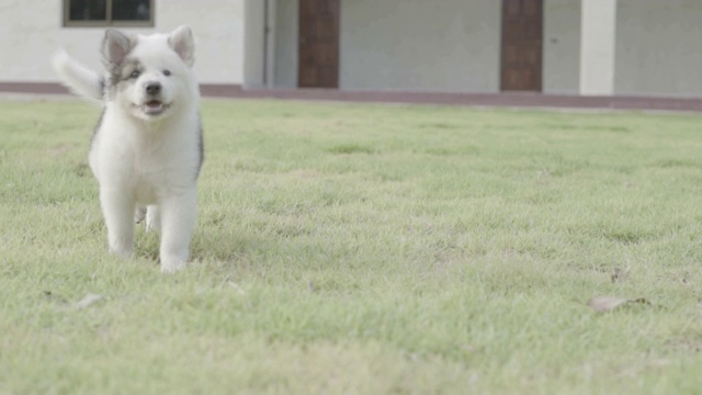 可爱的小狗狗三个月跑过草地在房子的慢动作，wi视频下载