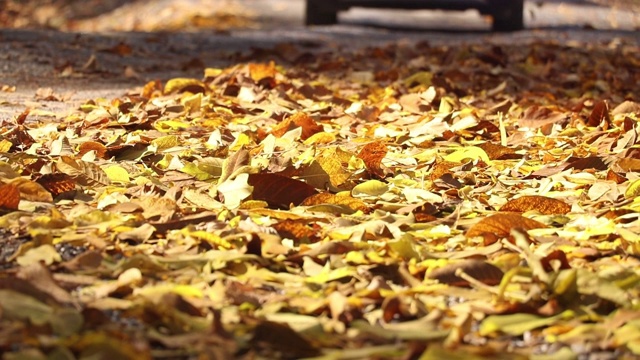 五彩缤纷的秋叶后面一辆汽车飞驰而过视频素材