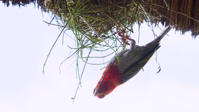 红发织布工正在筑巢。非洲的狩猎之旅。视频下载