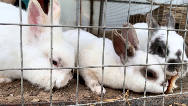 家养毛茸茸的白色和黑色斑点的农场兔子兔子在动物农场的笼子后面，家畜饲料动物生长在笼子里吃食物视频素材