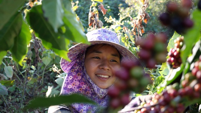 亚洲妇女采摘咖啡慢镜头在咖啡工厂视频素材