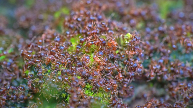 蚂蚁在蚁丘里爬行。宏视频4 k视频素材