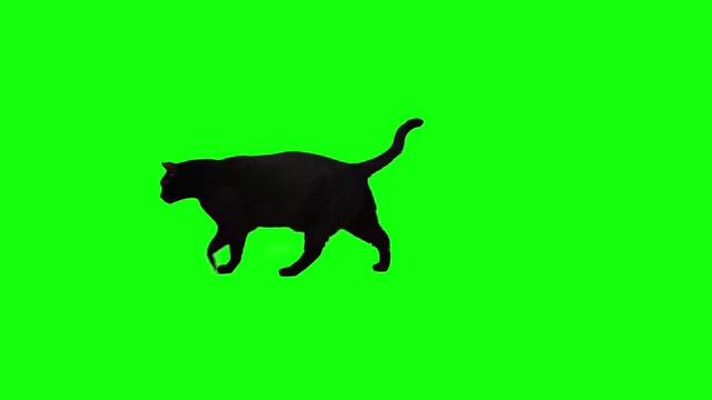 黑猫在色度键背景上行走视频素材