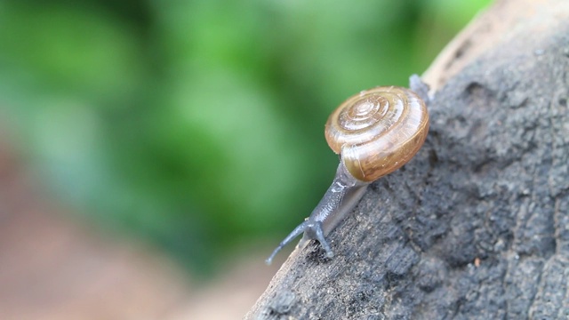 大自然中，蜗牛在树上的老木头上行走。蜗牛被归类为无脊椎动物。近距离微距拍摄视频素材