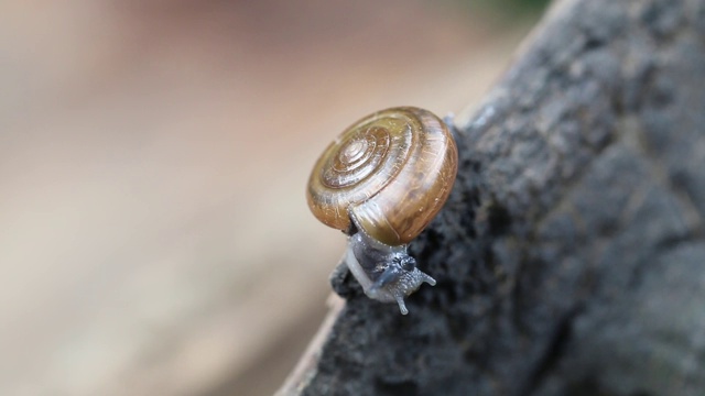 大自然中，蜗牛在树上的老木头上行走。蜗牛被归类为无脊椎动物。近距离微距拍摄视频素材