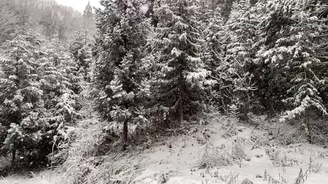 白雪覆盖的树木，日本冬季景观视频素材