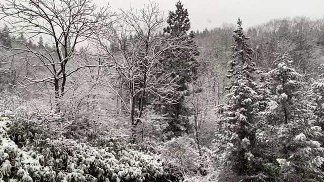 白雪覆盖的树木，日本冬季景观视频素材
