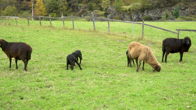 大羊在南蒂罗尔山谷里吃草。两只小黑羊在互相玩耍视频素材