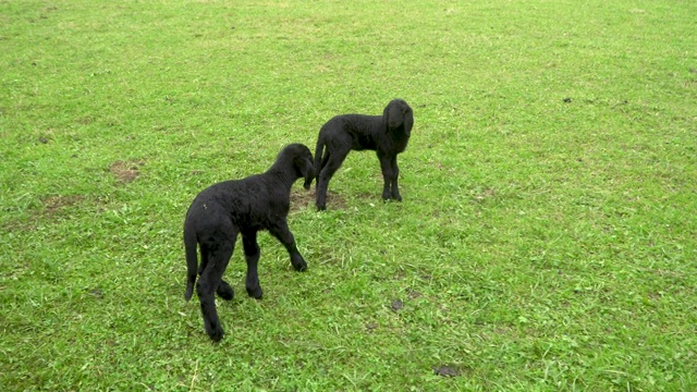 一只大羊和两只小黑羊在南蒂罗尔的绿色山谷里视频素材