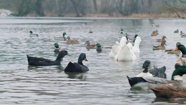 鸭子，鸭和鹅在河里游泳视频素材