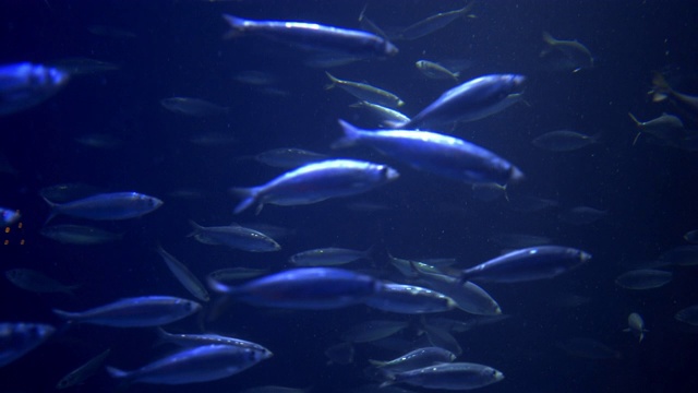鱼儿聚集在蓝色的水中视频素材