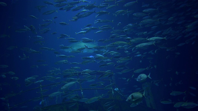鱼类在它们的自然栖息地视频素材