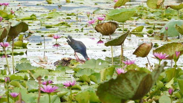 西部沼泽湖上有睡莲，粉红色的荷花映在阴沉沉的水面上。野外的候鸟。奇异的热带池塘。环境保护，濒危物种。视频素材