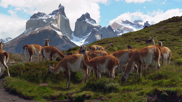 南美智利巴塔哥尼亚托雷斯·德尔·潘恩国家公园里，一群瓜纳科动物在吃草视频下载