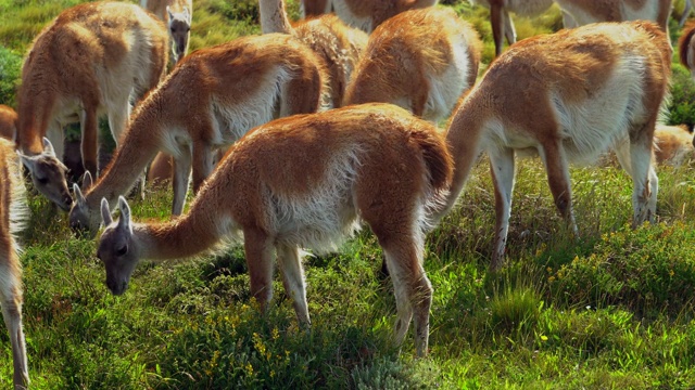 南美巴塔哥尼亚，智利，托雷斯潘恩国家公园，一群在放牧的瓜纳科动物视频素材