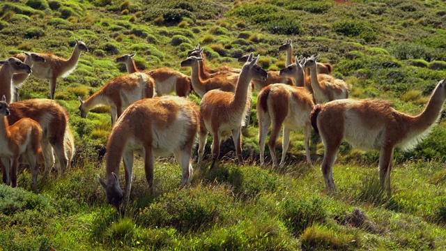 南美巴塔哥尼亚，智利，托雷斯潘恩国家公园，一群在放牧的瓜纳科动物视频素材