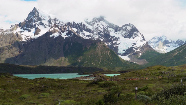 南美智利巴塔哥尼亚Torres Del Paine国家公园的一群瓜纳科动物视频素材