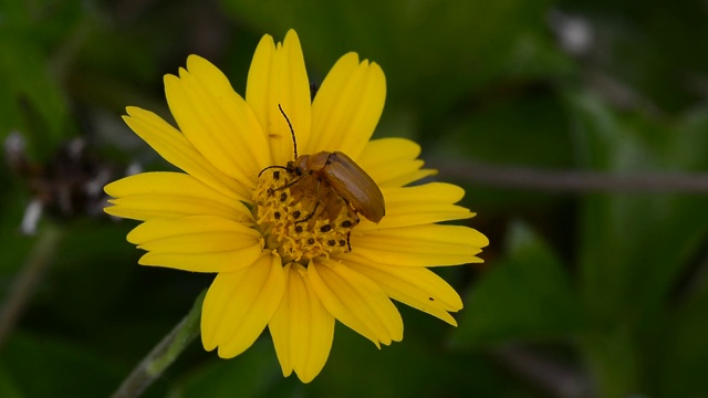 鲜花和甲虫。视频素材