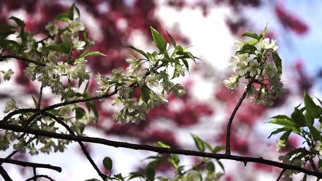 白色樱花或樱花花在红色樱花模糊的背景2的慢镜头视频素材