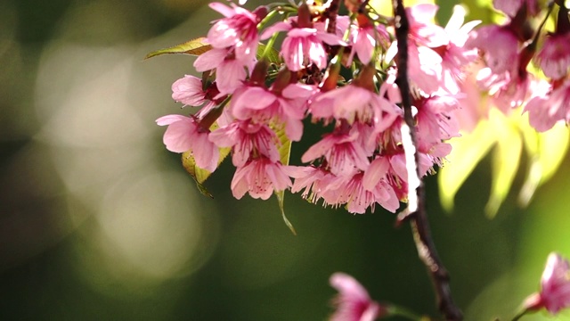 在模糊的背景中慢镜头拍摄樱花视频素材