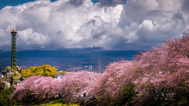 樱花盛开在日本富士山，时光流逝从右向左移动视频素材